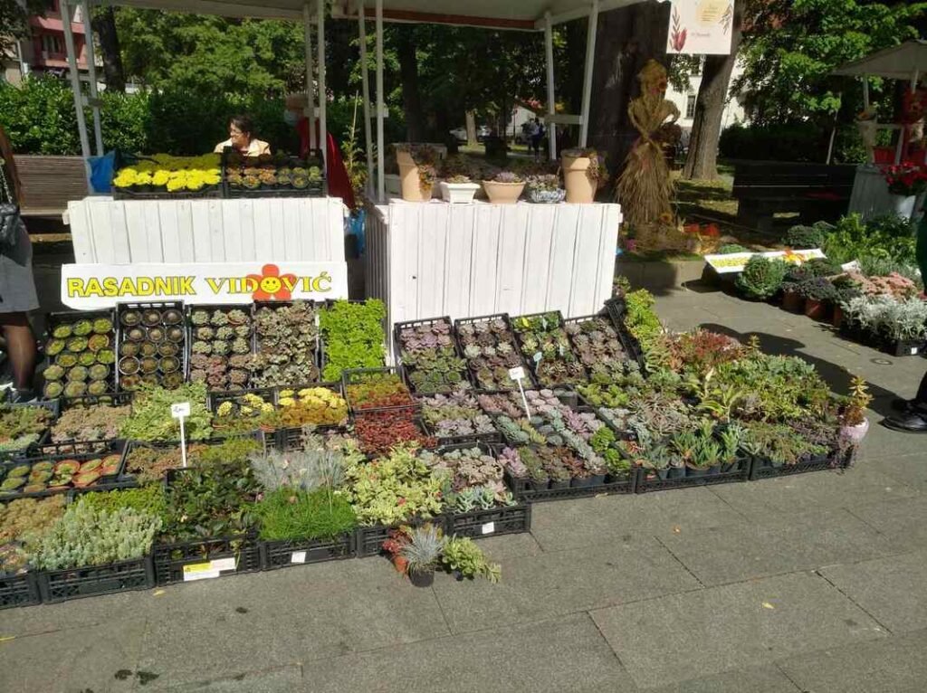 posjeta jesenjem festivalu cvije a i plodova1209885678 orig 1024x766